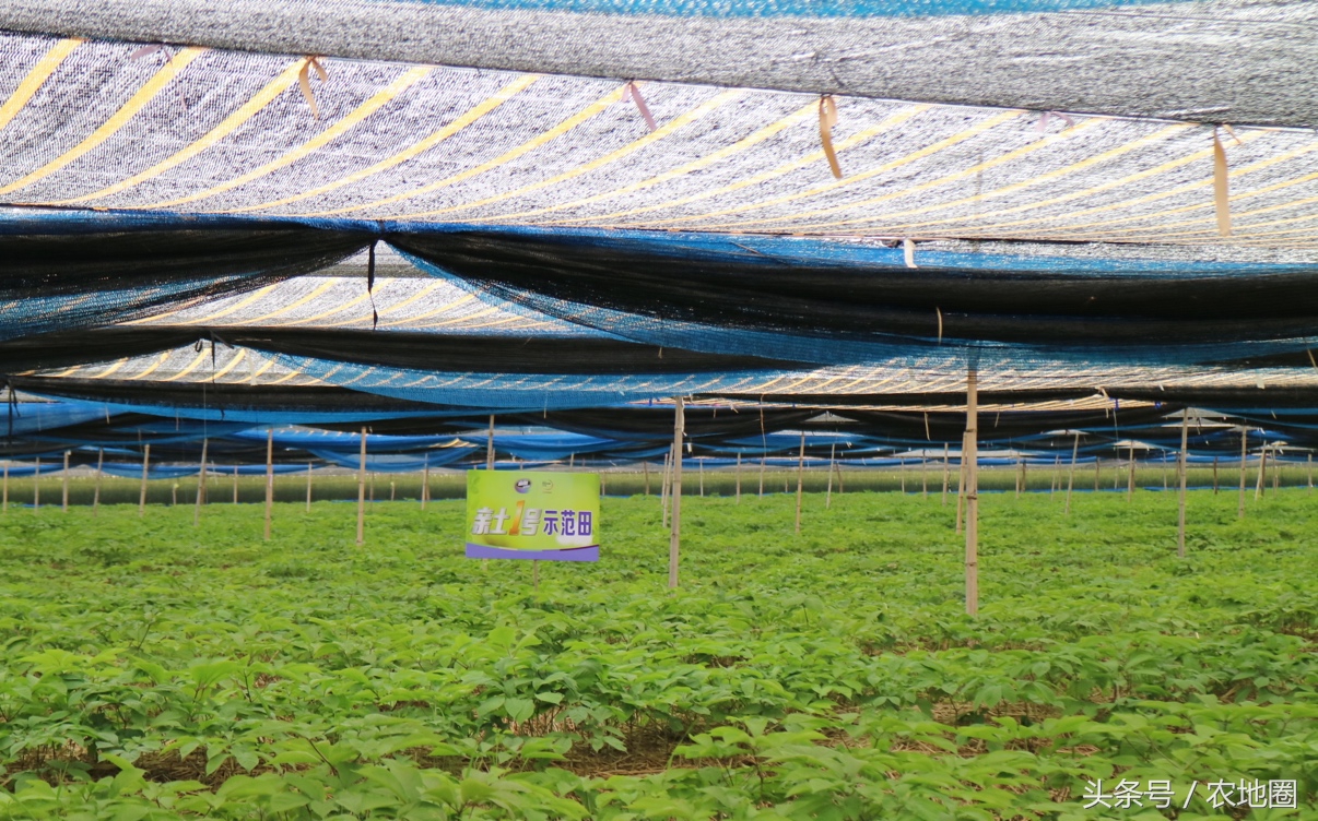 养人参的技术,20年实战养殖技术