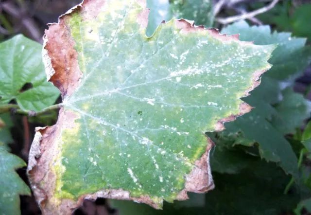 葡萄苗枯叶是怎么回事,葡萄枯叶有几种