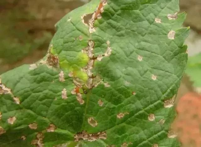近期葡萄叶片发黄枯叶,葡萄枯叶有几种