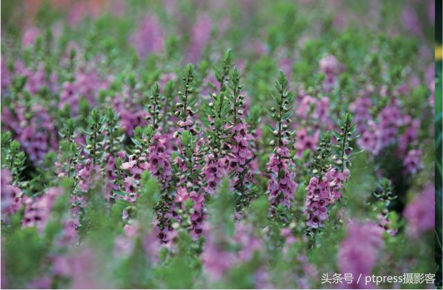 摄影后期六大剪裁技巧,摄影后期排版技巧图片