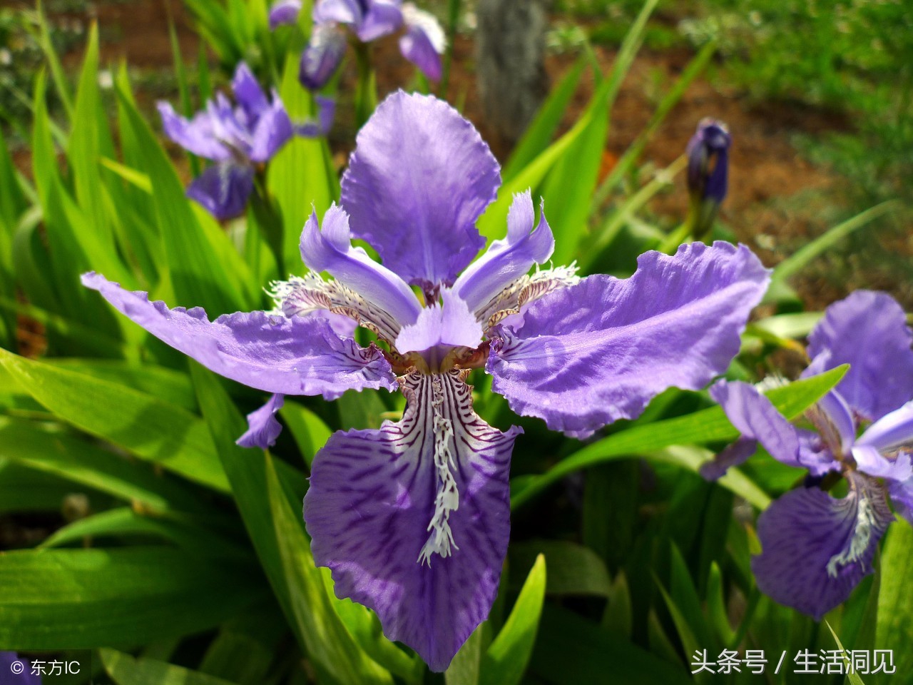 马屁拍的不响下一句,马屁拍得好不算啥能耐