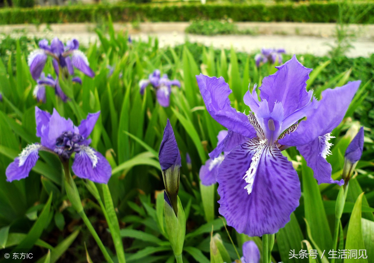 马屁拍的不响下一句,马屁拍得好不算啥能耐