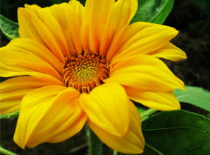 重瓣铁线莲,重瓣宫灯长寿花