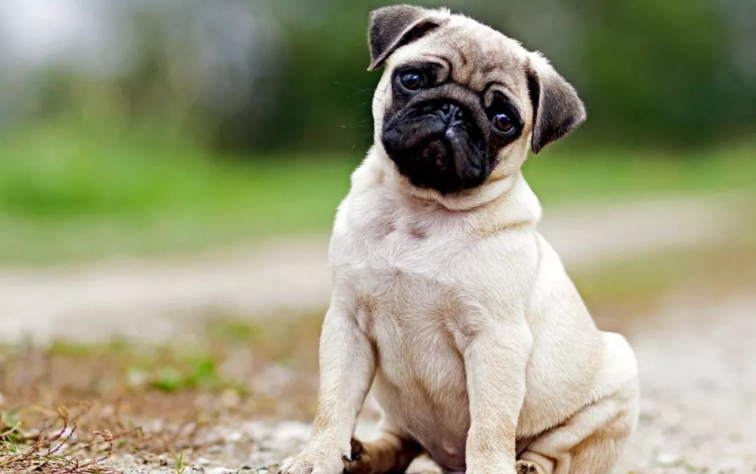 巴哥犬性格温顺吗,巴哥犬性格很好吗