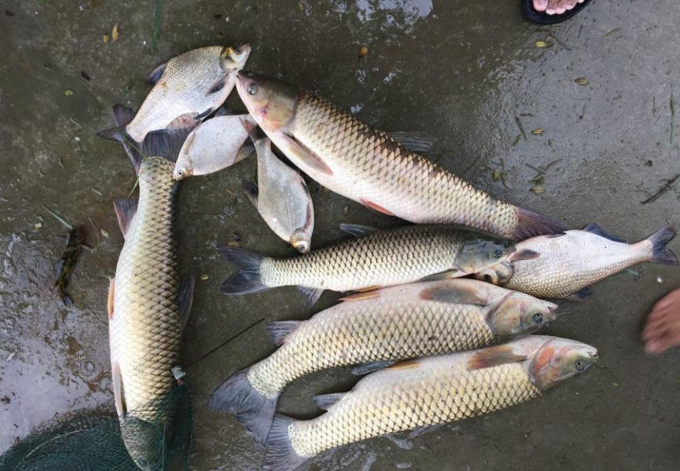 夏季钓鱼鱼饵配方绝技有哪些,夏季钓鱼鱼饵组合