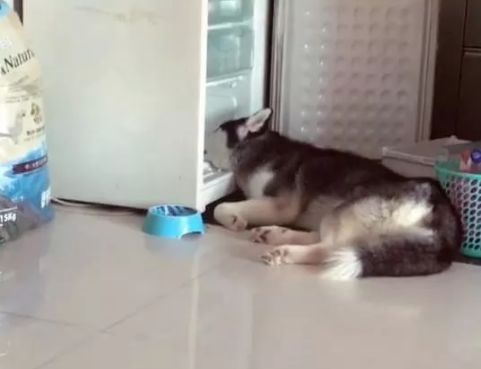 鍝堝＋濂囨櫤鍟嗕笉浣庤タ浼埄浜氶洩姗囩姮,鍝堝＋濂囨槸闆﹪鐘惂