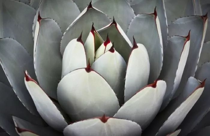 这工资还不够买一颗肉的……