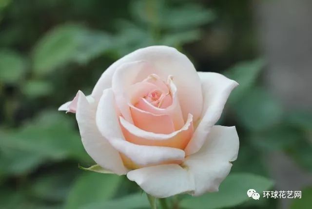 十大最稀有的玫瑰花品种图片,稀有玫瑰花品种大全图片