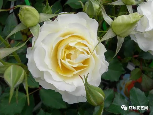 稀有玫瑰花品种大全图片,九种常见玫瑰花品种排名