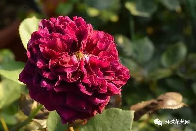 十大最稀有的玫瑰花品种图片,稀有玫瑰花品种大全图片