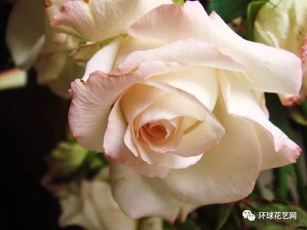 稀有玫瑰花品种大全图片,九种常见玫瑰花品种排名