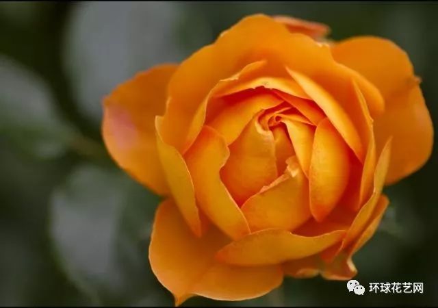 十大最稀有的玫瑰花品种图片,稀有玫瑰花品种大全图片