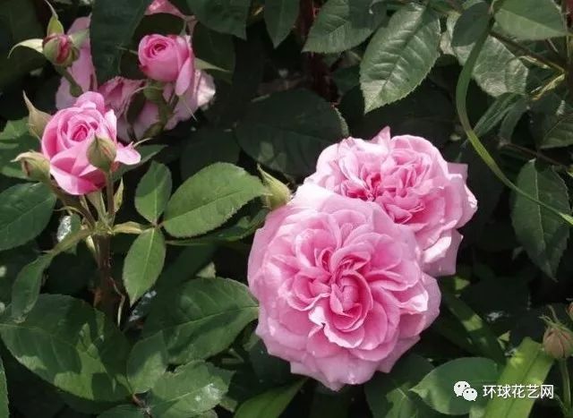 稀有玫瑰花品种大全图片,九种常见玫瑰花品种排名