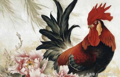 属鸡的婚姻最佳配偶,属鸡人今年婚姻运