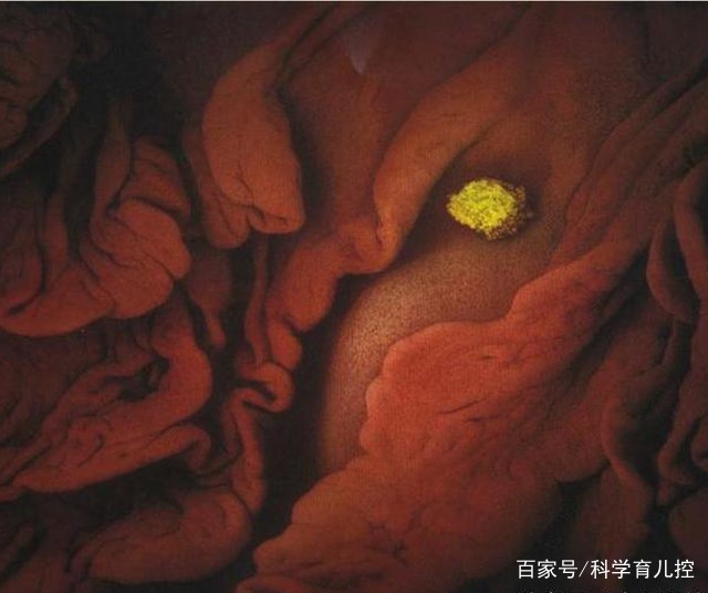 精子的产生全过程,精子从开始到最后的过程