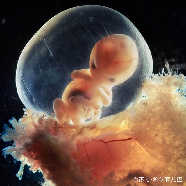 精子经过的四个过程,精子产生与吸收过程