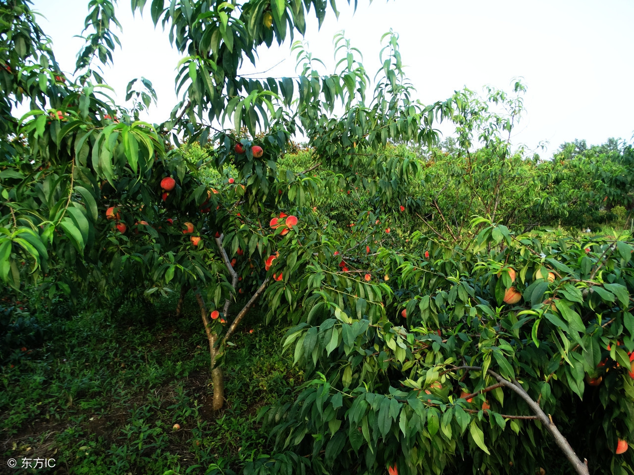 桃树打控旺药树叶发黄不旺怎么办,桃子还没熟就烂了怎么回事