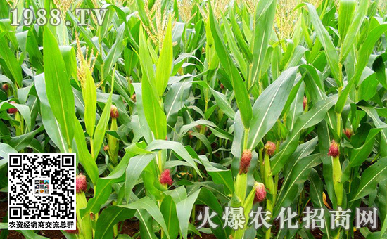 玉米果穗缺粒是怎么回事,玉米缺粒的原因和解决方法