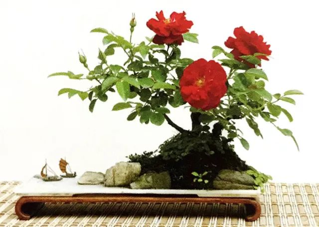 临水式月季盆景图片,最好养的月季盆景