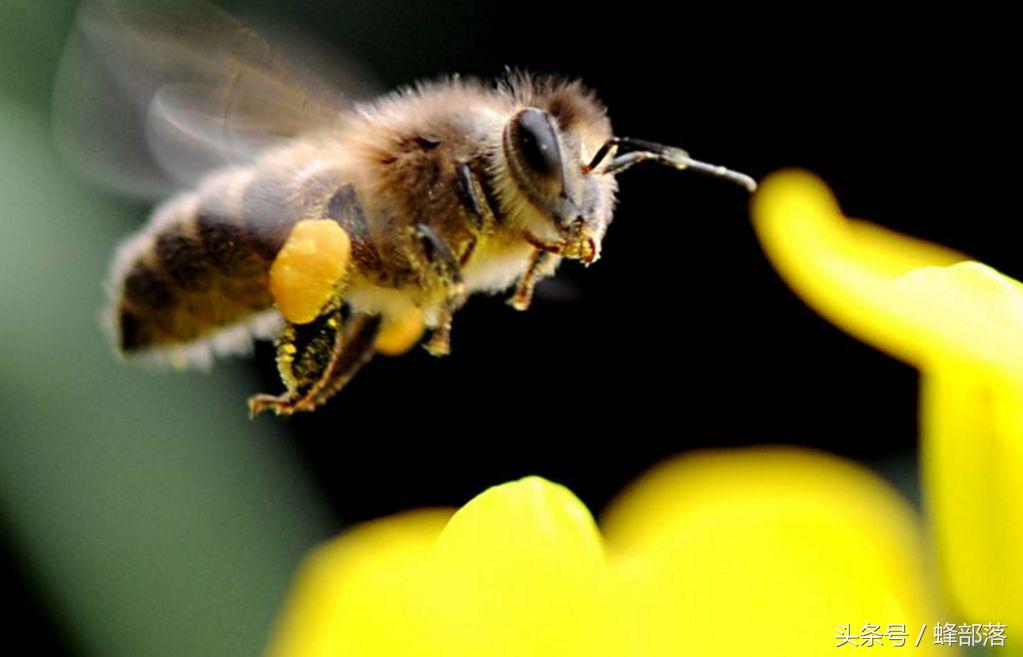 小蜜蜂天敌大蜜蜂,蜜蜂的天敌食蜂蛾