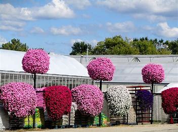 矮牵牛病虫害的表现是什么,矮牵牛花病虫害图谱大全