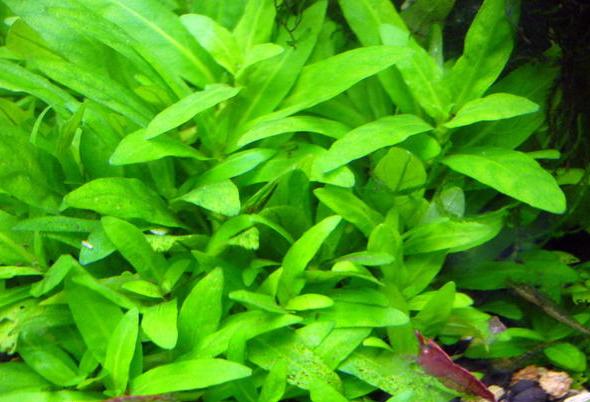 世界最奇葩吉尼斯纪录大全,世界最奇怪的吉尼斯纪录保持者