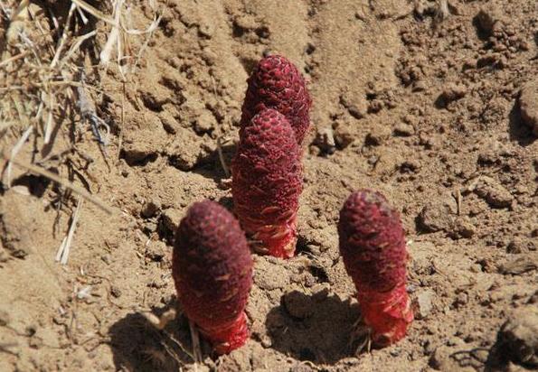 十大补肾名药材有哪些,十大最好的补肾中药