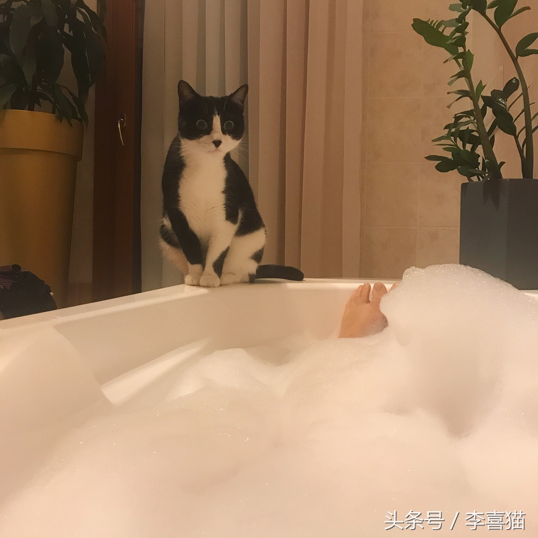 大名鼎鼎的中华气死猫,专业欺负铲屎官,谁养谁知道