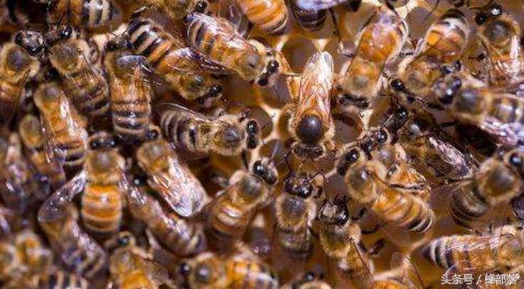 有蜂王工蜂还产卵怎么处理,蜂群失王工蜂产卵介入王台可行吗