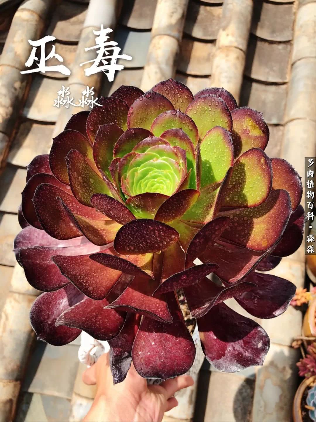 佛系养肉者,佛系养猫养狗人