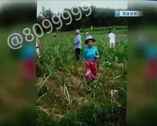 西双版纳陨石价格表,云南西双版纳陨石多少钱一克