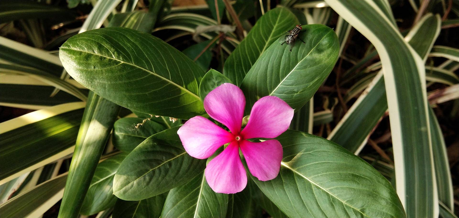 vivo千元机哪款好用性价比高,vivo千元机手机哪款好用性价比高