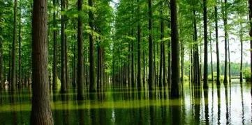 武汉这些“秘辛”,98%的人都不知道哦!