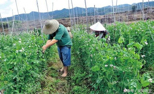 农民说有雨让大家收麦子,农民收麦下雨的季节