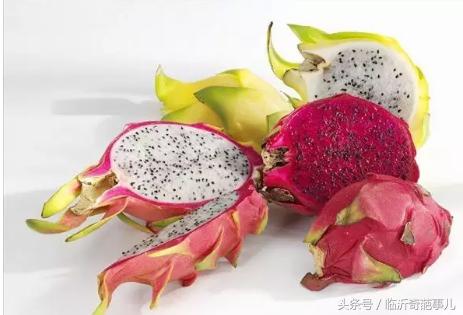 火龙果种出来的仙人掌能长大吗,仙人掌结的果实是火龙果