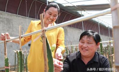 火龙果种出来的仙人掌能长大吗,仙人掌结的果实是火龙果