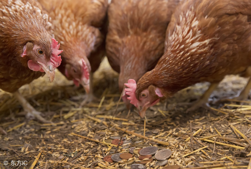 如何养好虫子鸡,怎么知道鸡有没有寄生虫