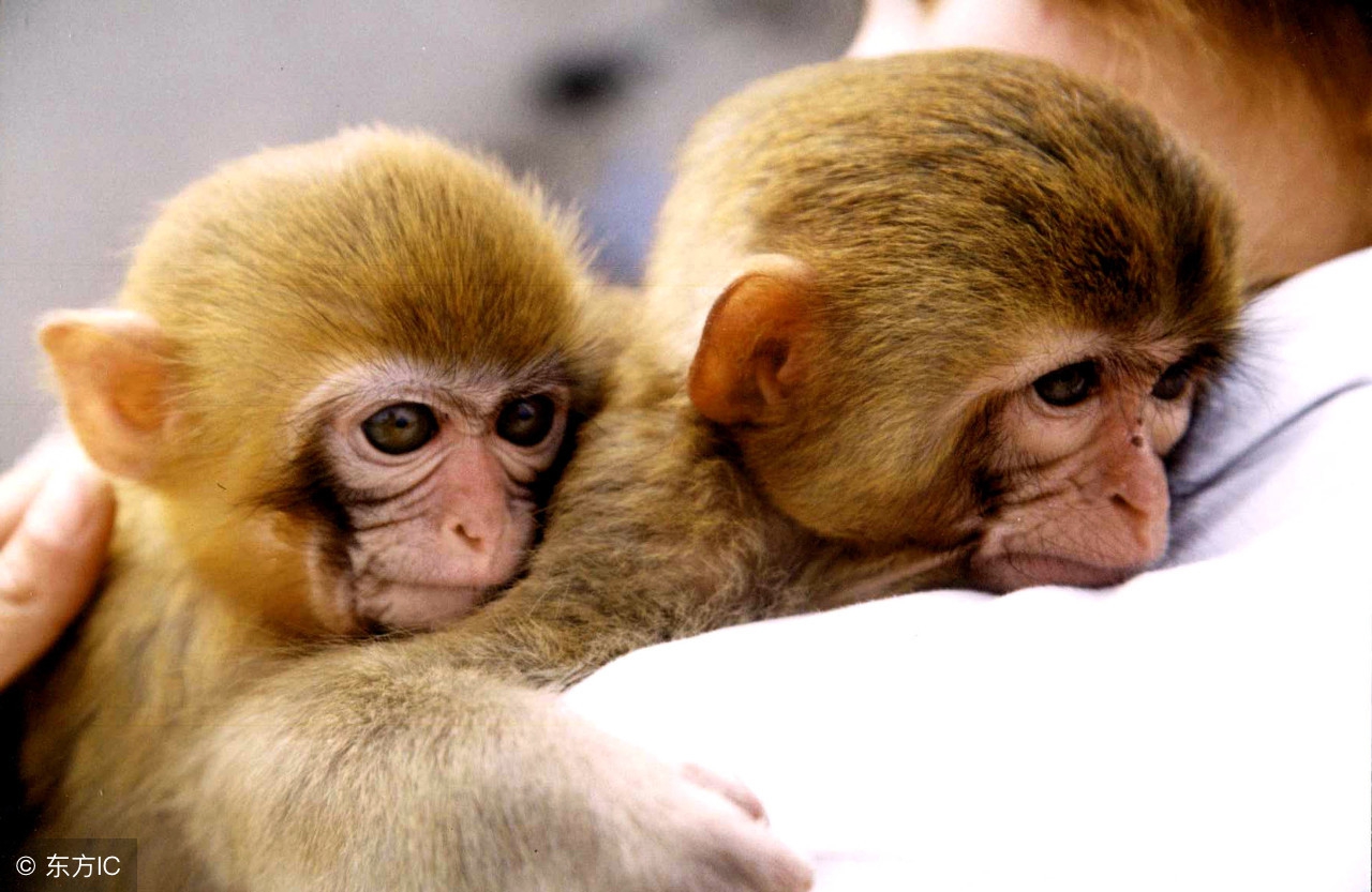 属猴的六月份财运怎样,猴六月份财运