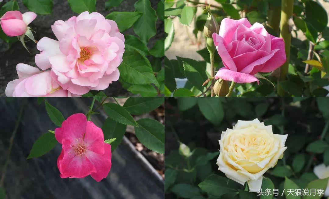 有哪些中国古老月季原生品种,中国四大古典月季