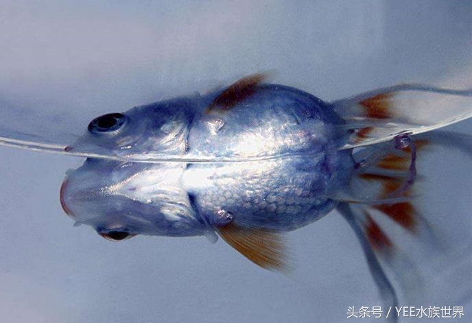 鱼缸里的水没有鱼能除硝化细菌吗,硝化细菌分解鱼粪残留鱼缸