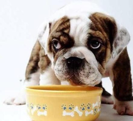 狗挑食怎么办最快最有效的方法,挑食的狗子怎么治
