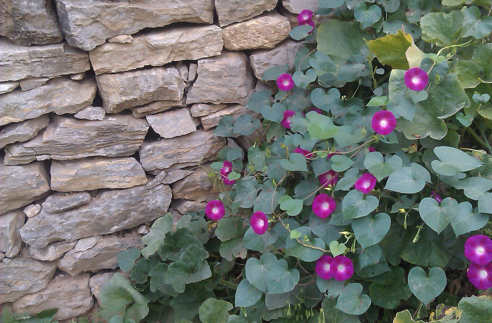 农村快速生长野草种子,四季耐寒野草种子
