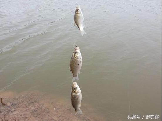 七星串钩钓白条教学视频,串钩钓鲤鱼最佳方法图解