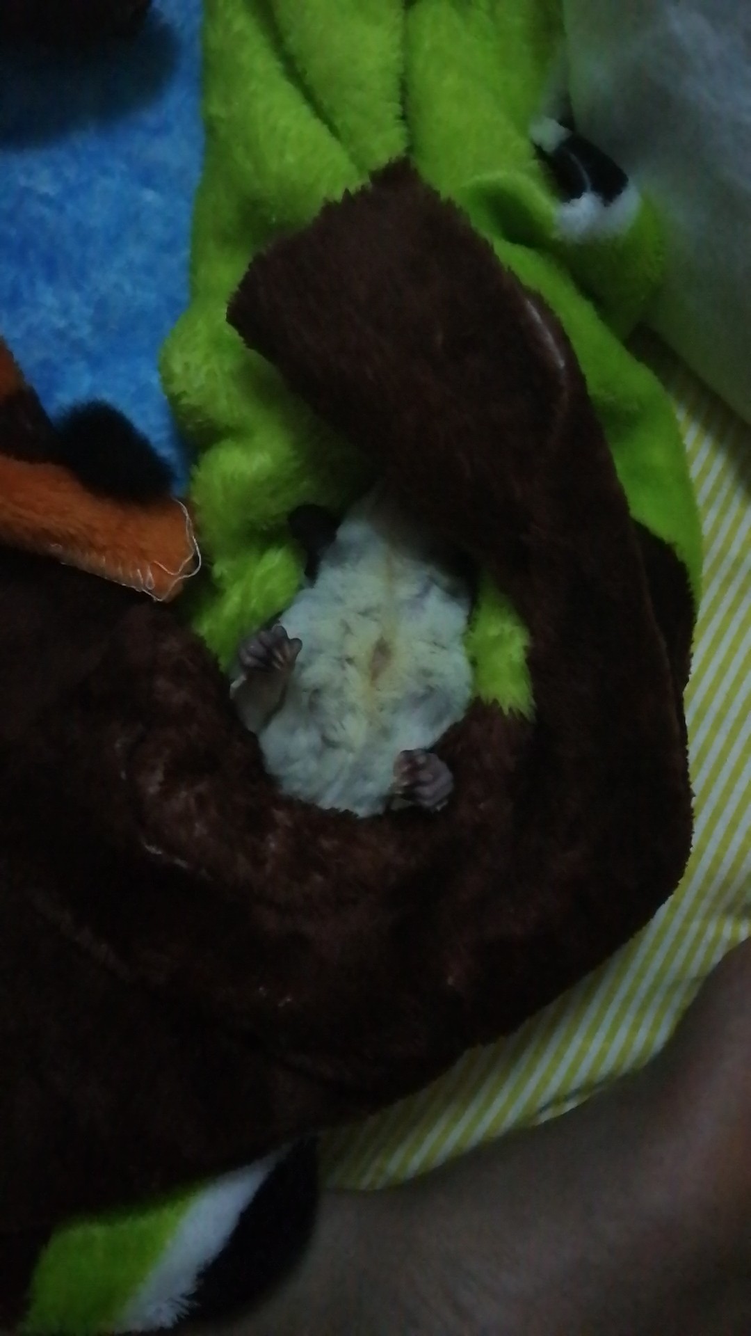 小蜜生病会自愈吗,小蜜生病怎么快速恢复