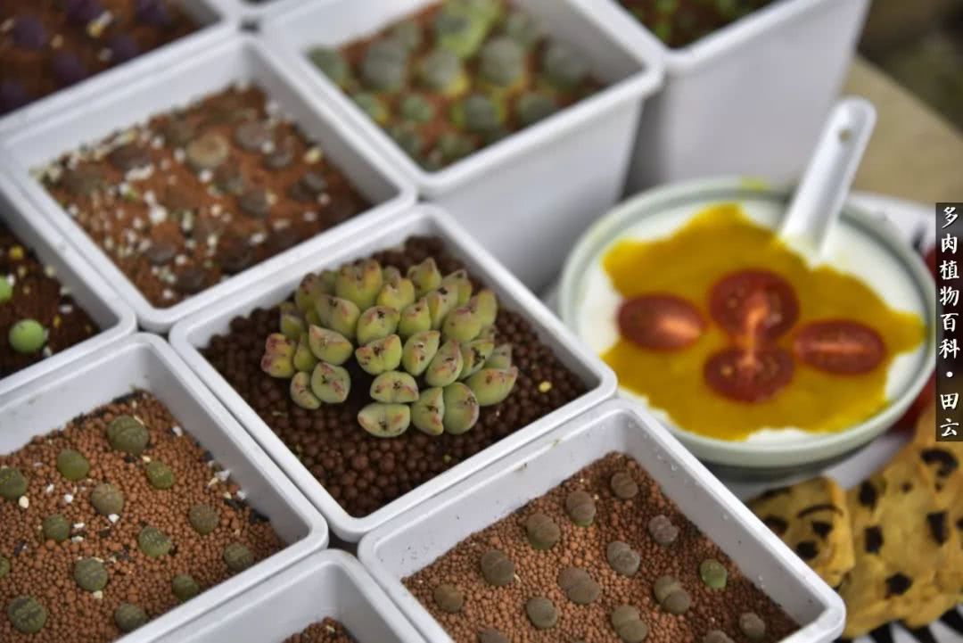 推开多肉世界的门，原来你与美食来自同一国度！