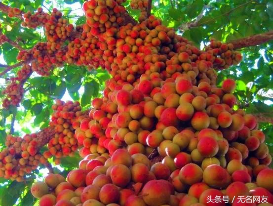 野生的果子，有止咳平喘、解毒止痒的功效，30元一斤的稀罕货