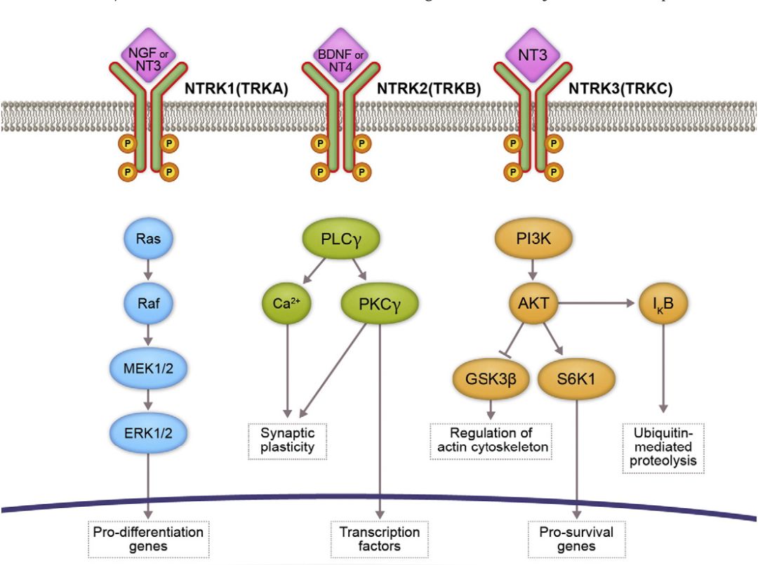 神奇制药抗癌专利,神奇制药抗癌药取得突破