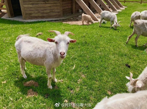 大连游记之三寰牧场,大连三寰牧场游玩日记