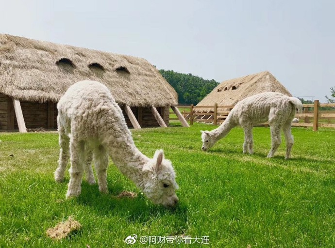 大连游记之三寰牧场,大连三寰牧场游玩日记