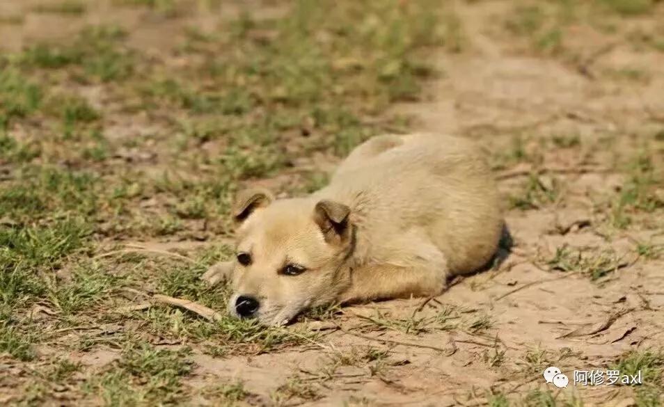 老狗老死一般多少小时死亡,老狗死了小孩哭的伤心欲绝